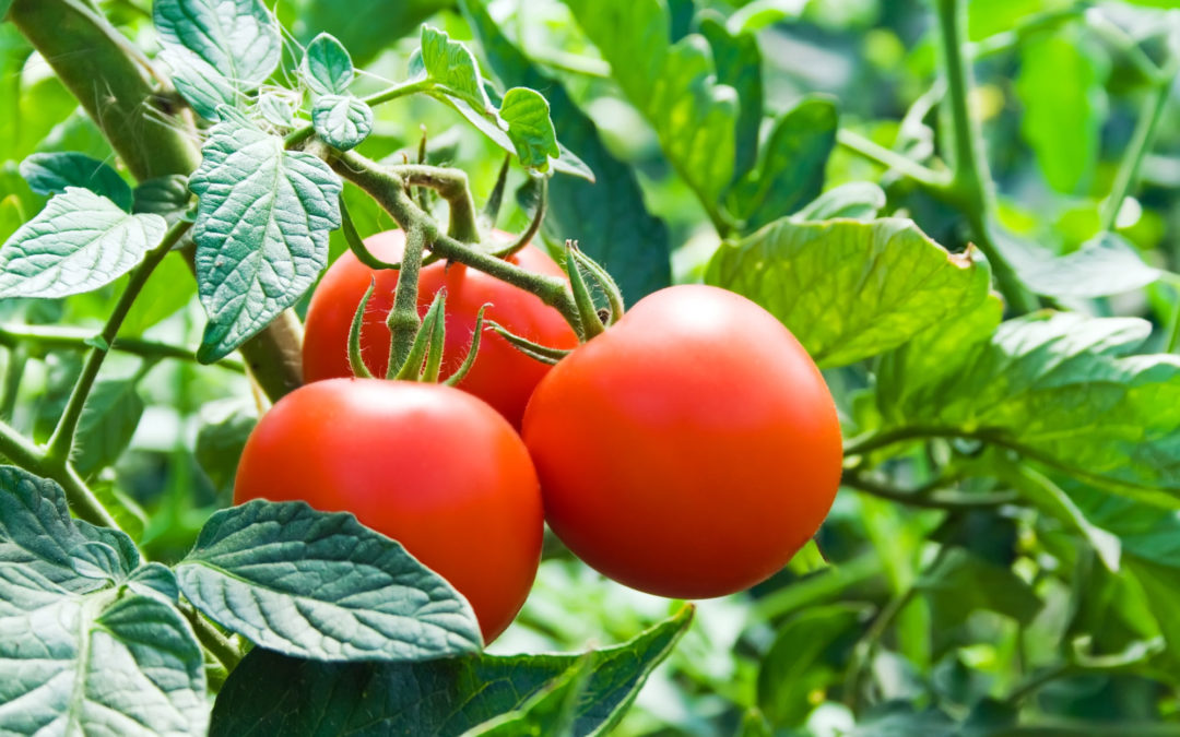 Como preparar el trasplante de tomate