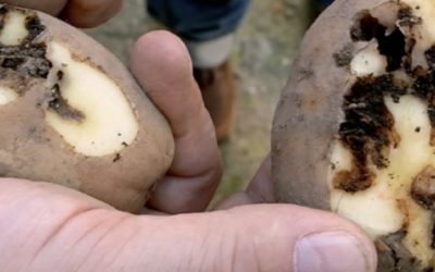 Polilla guatemalteca en patata