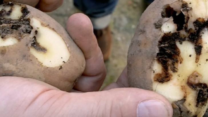 Polilla guatemalteca en patata