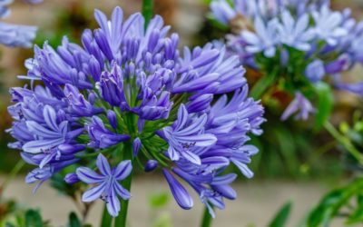 El Agapanto, una flor que recomendamos para cualquier jardín, patio o terraza